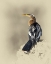Picture of ANHINGA