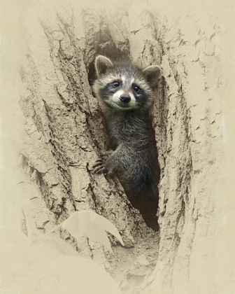 Picture of BABY RACCOON