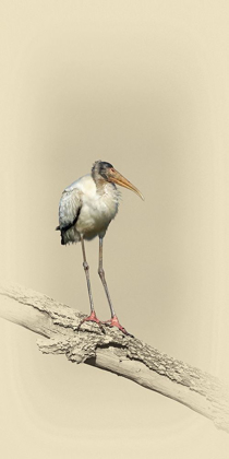 Picture of BABY WOOD STORK