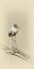 Picture of BABY WOOD STORK