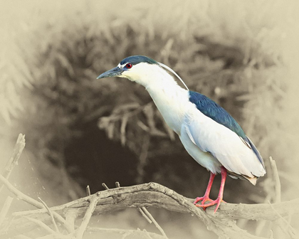 Picture of BLACK CROWNED NIGHT HERON
