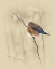 Picture of BLUEBIRD