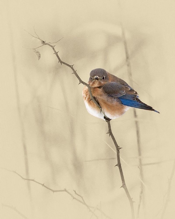 Picture of BLUEBIRD