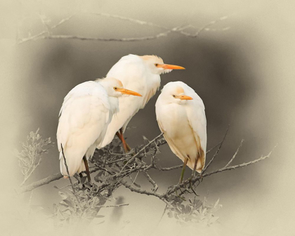 Picture of CATTLE EGRETS