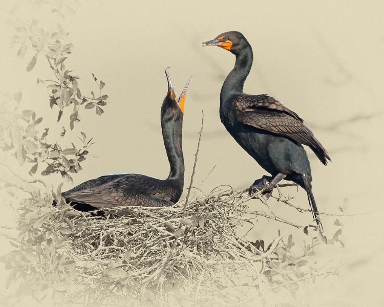 Picture of CORMORANT NEST