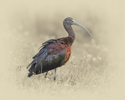 Picture of GLOSSY IBIS 1