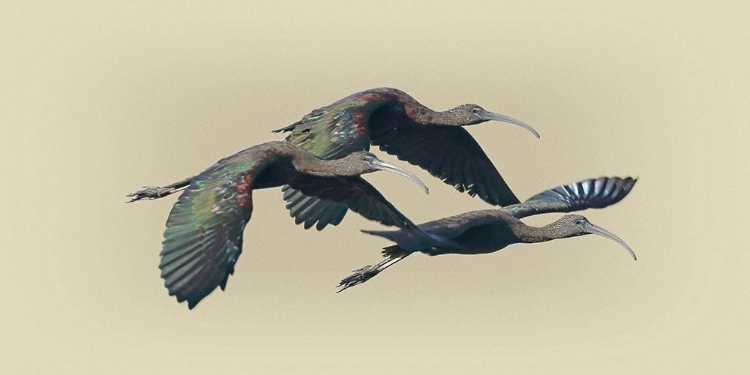 Picture of GLOSSY IBIS