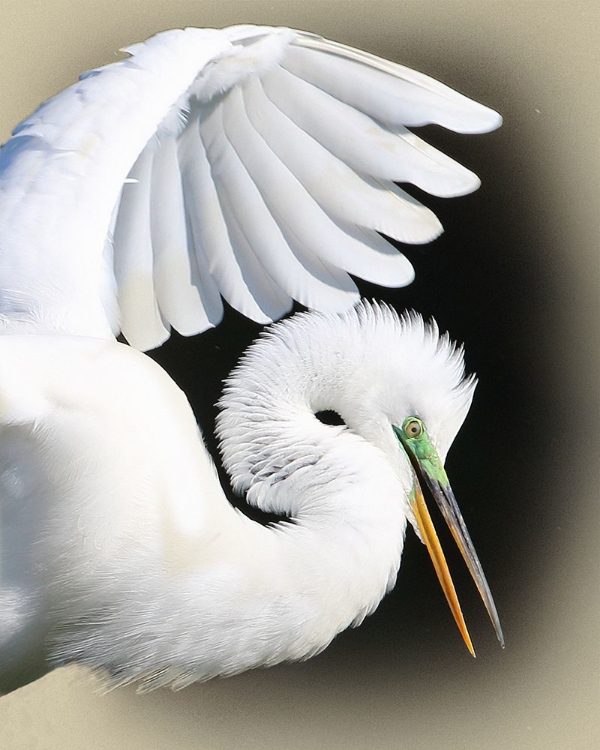 Picture of GREAT EGRET PORTRAIT