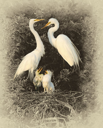 Picture of GREAT EGRET FAMILY