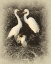Picture of GREAT EGRET FAMILY