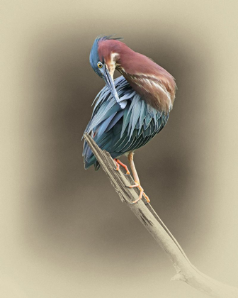 Picture of GREEN HERON