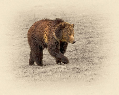 Picture of GRIZZLY 2