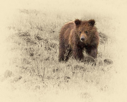 Picture of GRIZZLY CUB 1