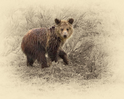 Picture of GRIZZLY CUB 2
