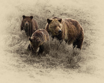 Picture of GRIZZLY FAMILY