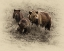 Picture of GRIZZLY FAMILY