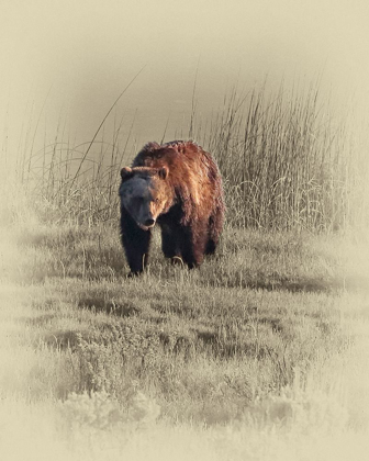 Picture of GRIZZLY