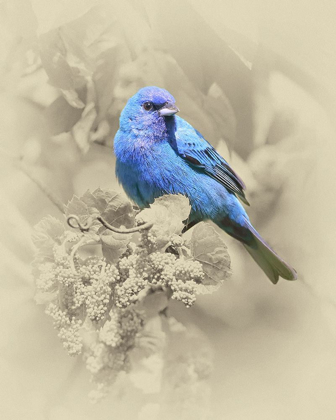 Picture of INDIGO BUNTING II