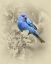 Picture of INDIGO BUNTING II