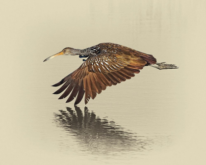 Picture of LIMPKIN