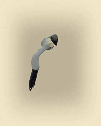 Picture of NORTHERN GANNET 1