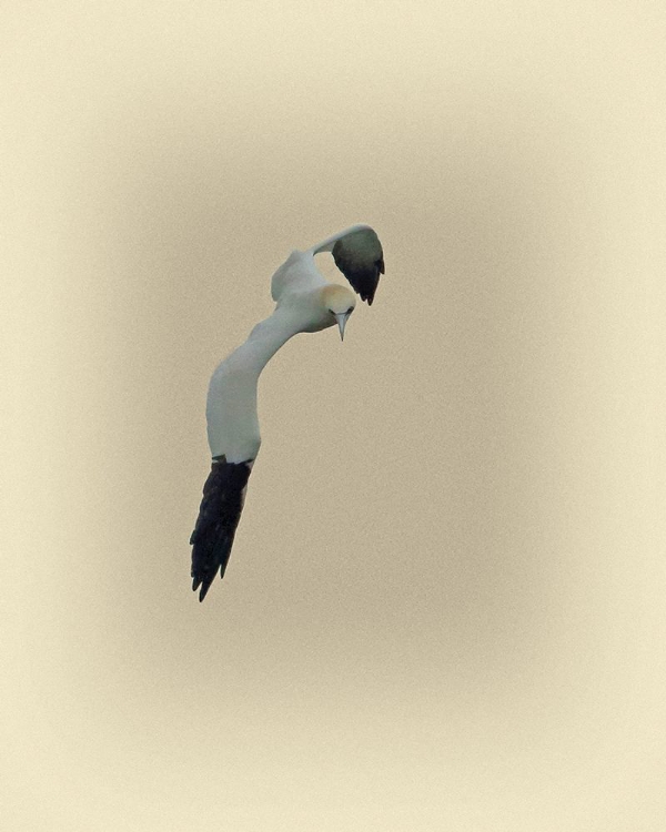 Picture of NORTHERN GANNET 1