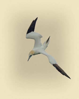 Picture of NORTHERN GANNET 2