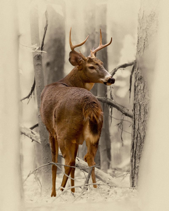 Picture of OHIO BUCK