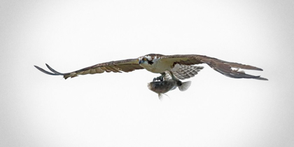 Picture of OSPREY WITH LUNCH