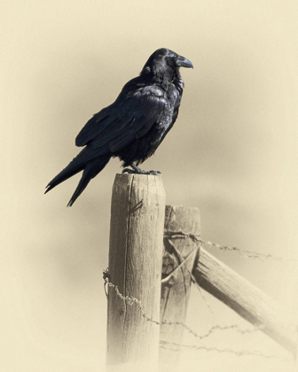Picture of RAVEN