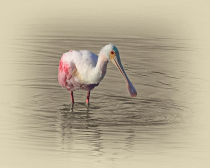 Picture of ROSEATE SPOONBILL