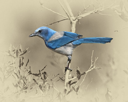 Picture of SCRUB JAY