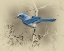 Picture of SCRUB JAY
