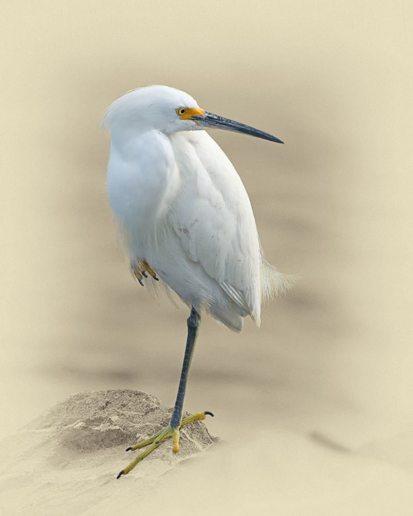 Picture of SNOWY EGRET