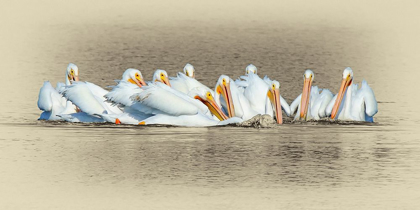 Picture of WHITE PELICANS