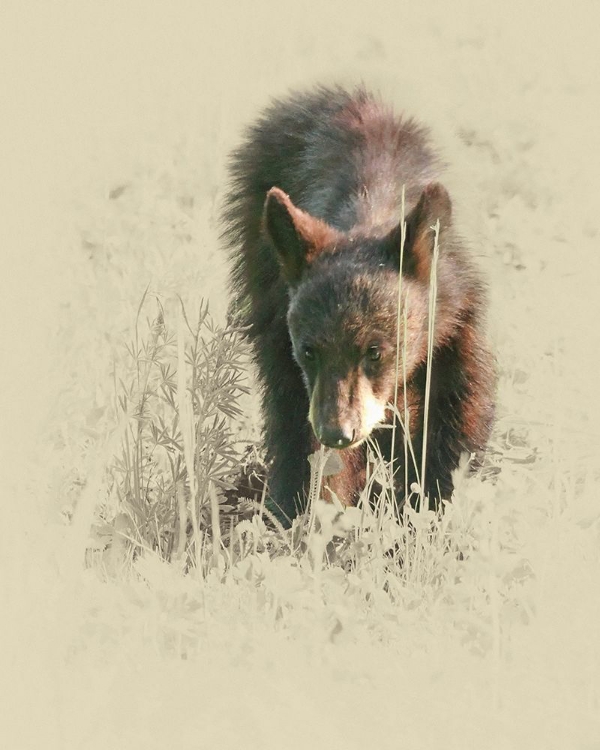 Picture of YOUNG BLACK BEAR