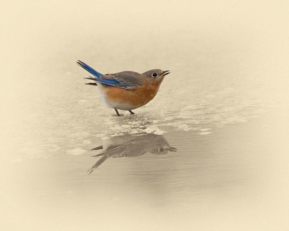Picture of BLUE BIRD ON ICE
