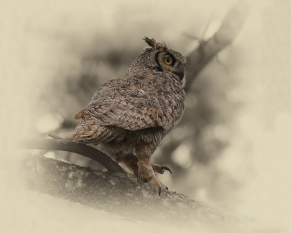 Picture of GREAT HORNED OWL