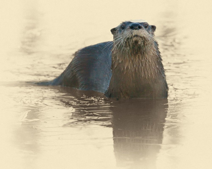 Picture of OTTER UNDER ICE