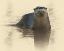 Picture of OTTER UNDER ICE