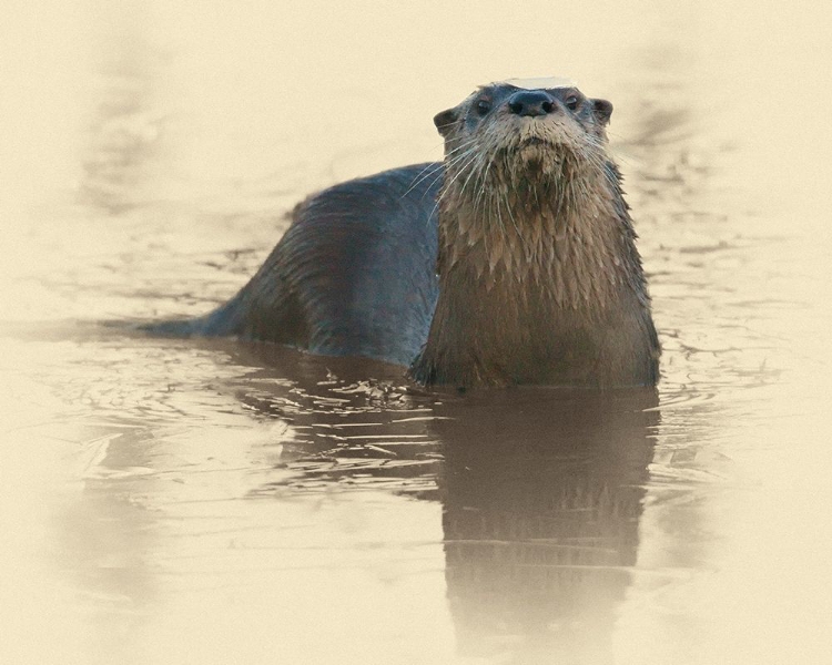 Picture of OTTER UNDER ICE