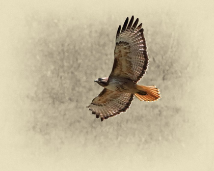 Picture of RED TAILED HAWK