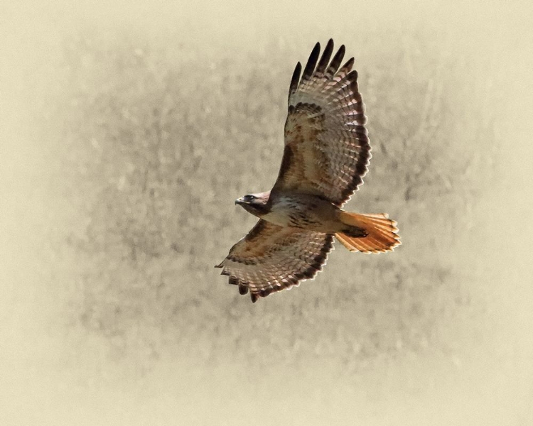 Picture of RED TAILED HAWK