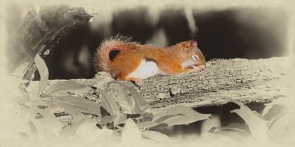 Picture of SLEEPING SQUIRREL