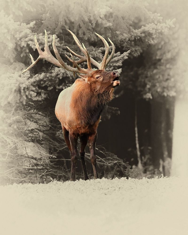 Picture of BUGLING ELK