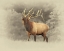 Picture of BULL ELK II