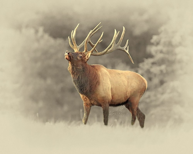 Picture of BULL ELK II