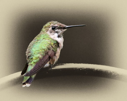 Picture of FEMALE RUBY THROATED HUMMINGBIRD