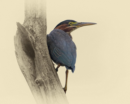 Picture of GREEN HERON II