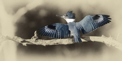 Picture of KINGFISHER II